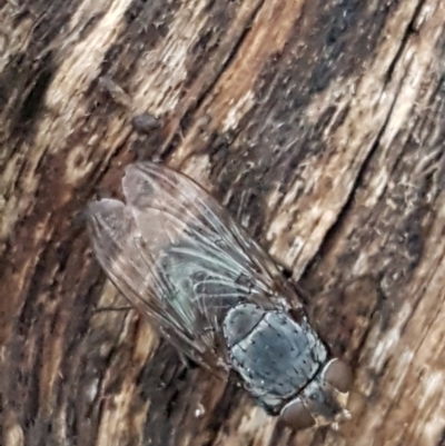 Calliphora sp. (genus) (Unidentified blowfly) at Bruce Ridge to Gossan Hill - 17 Jun 2021 by trevorpreston