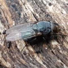 Calliphora sp. (genus) at Aranda, ACT - 17 Jun 2021 04:36 PM