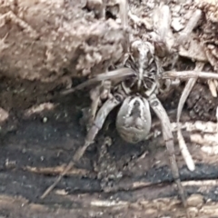 Tasmanicosa sp. (genus) (Tasmanicosa wolf spider) at Bruce, ACT - 17 Jun 2021 by trevorpreston