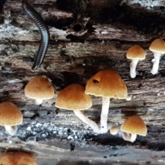 zz agaric (stem; gills not white/cream) at Flea Bog Flat, Bruce - 17 Jun 2021 by tpreston