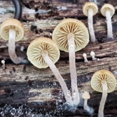 zz agaric (stem; gills not white/cream) at Bruce, ACT - 17 Jun 2021 04:53 PM