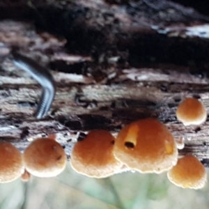 zz agaric (stem; gills not white/cream) at Bruce, ACT - 17 Jun 2021