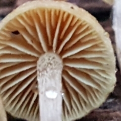 zz agaric (stem; gills not white/cream) at Bruce, ACT - 17 Jun 2021 04:53 PM