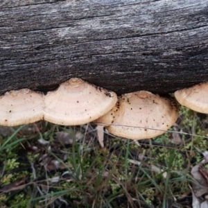 Truncospora ochroleuca at Bruce, ACT - 17 Jun 2021 05:01 PM