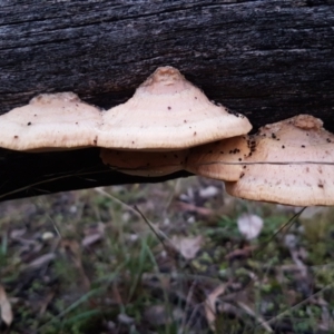 Truncospora ochroleuca at Bruce, ACT - 17 Jun 2021 05:01 PM