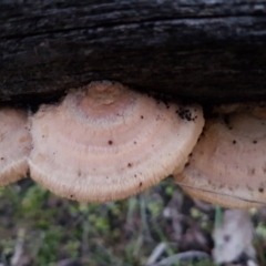 Truncospora ochroleuca at Bruce, ACT - 17 Jun 2021 05:01 PM