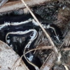 Caenoplana coerulea (Blue Planarian, Blue Garden Flatworm) at Bruce Ridge to Gossan Hill - 17 Jun 2021 by trevorpreston