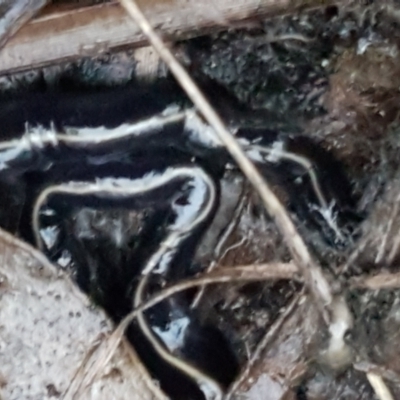 Caenoplana coerulea (Blue Planarian, Blue Garden Flatworm) at Flea Bog Flat, Bruce - 17 Jun 2021 by tpreston