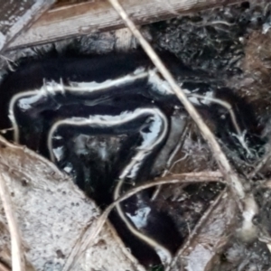 Caenoplana coerulea at Bruce, ACT - 17 Jun 2021