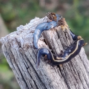 Caenoplana coerulea at Flynn, ACT - 17 Feb 2021