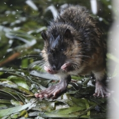 Hydromys chrysogaster (Rakali or Water Rat) at Belconnen, ACT - 14 Jun 2021 by AlisonMilton