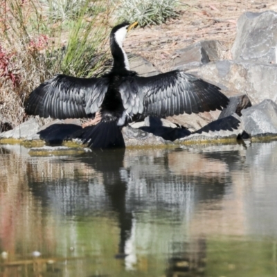 Microcarbo melanoleucos (Little Pied Cormorant) at Belconnen, ACT - 13 Jun 2021 by AlisonMilton