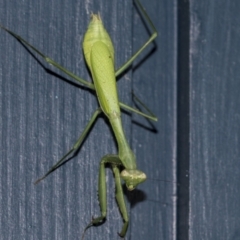 Pseudomantis albofimbriata (False garden mantis) at Higgins, ACT - 7 May 2021 by AlisonMilton