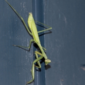 Pseudomantis albofimbriata at Higgins, ACT - 7 May 2021