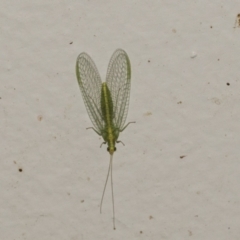 Mallada sp. (genus) (Green lacewing) at Higgins, ACT - 1 May 2021 by AlisonMilton