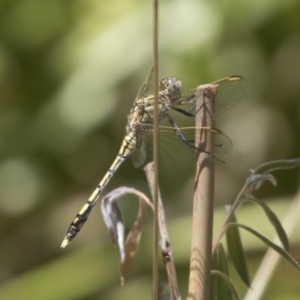 Orthetrum caledonicum at Higgins, ACT - 17 Jan 2018 01:52 PM