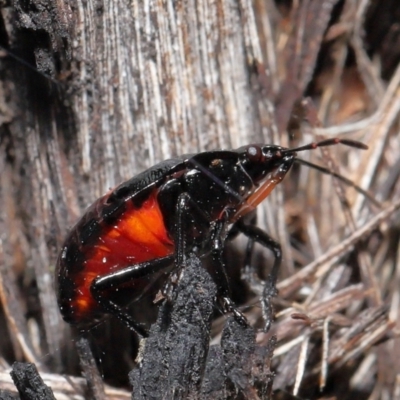 Cermatulus nasalis (Predatory shield bug, Glossy shield bug) at Acton, ACT - 25 May 2021 by TimL