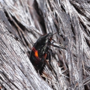 Cermatulus nasalis at Acton, ACT - 25 May 2021