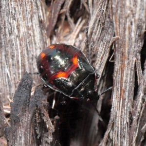 Cermatulus nasalis at Acton, ACT - 25 May 2021