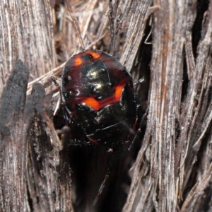 Cermatulus nasalis at Acton, ACT - 25 May 2021