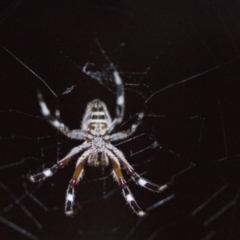 Hortophora transmarina (Garden Orb Weaver) at Higgins, ACT - 17 Jan 2018 by AlisonMilton