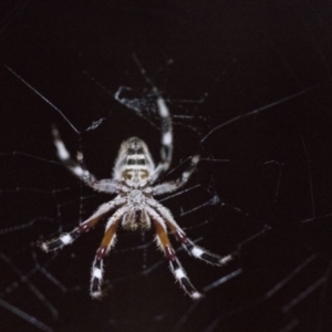 Hortophora transmarina at Higgins, ACT - 17 Jan 2018 09:26 PM