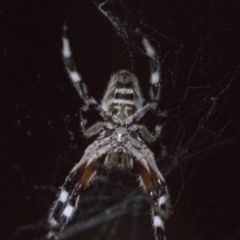 Hortophora transmarina at Higgins, ACT - 17 Jan 2018 09:26 PM