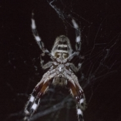 Hortophora transmarina at Higgins, ACT - 17 Jan 2018 09:26 PM