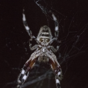 Hortophora transmarina at Higgins, ACT - 17 Jan 2018 09:26 PM