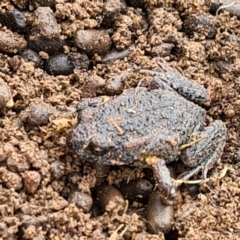 Uperoleia laevigata (Smooth Toadlet) at Forde, ACT - 16 Jun 2021 by Jiggy