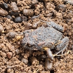 Uperoleia laevigata (Smooth Toadlet) at Forde, ACT - 16 Jun 2021 by Jiggy