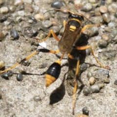 Sceliphron formosum at Higgins, ACT - 17 Jan 2018