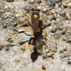 Sceliphron formosum at Higgins, ACT - 17 Jan 2018