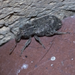 Listroderes sp. (genus) (Listroderes sp. (genus)) at Higgins, ACT - 1 May 2021 by AlisonMilton