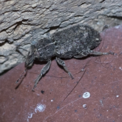 Listroderes sp. (genus) (Listroderes sp. (genus)) at Higgins, ACT - 1 May 2021 by AlisonMilton