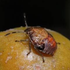 Acanthosomatidae (family) (Unidentified Acanthosomatid shield bug) at ANBG - 21 May 2021 by TimL