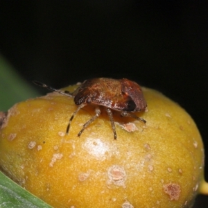 Acanthosomatidae (family) at Acton, ACT - 21 May 2021