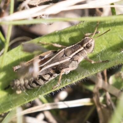 Phaulacridium vittatum (Wingless Grasshopper) at Theodore, ACT - 28 Apr 2021 by AlisonMilton