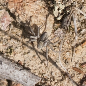 Portacosa cinerea at Theodore, ACT - 28 Apr 2021 11:15 AM