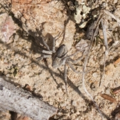 Portacosa cinerea (Grey wolf spider) at Theodore, ACT - 28 Apr 2021 by AlisonMilton