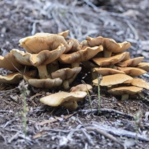 Gymnopilus junonius at Acton, ACT - 9 Apr 2021