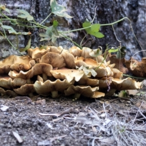 Gymnopilus junonius at Acton, ACT - 9 Apr 2021