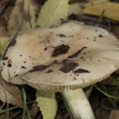 Unverified Cap on a stem; gills below cap [mushrooms or mushroom-like] at Higgins, ACT - 9 Jun 2021 by AlisonMilton