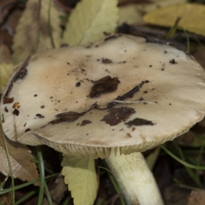 Unidentified Cap on a stem; gills below cap [mushrooms or mushroom-like] at Higgins, ACT - 9 Jun 2021 by AlisonMilton