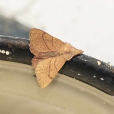 Pararguda nasuta (Wattle Snout Moth) at Higgins, ACT - 2 May 2021 by AlisonMilton