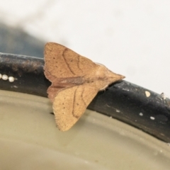 Pararguda nasuta (Wattle Snout Moth) at Higgins, ACT - 1 May 2021 by AlisonMilton