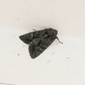 Neumichtis nigerrima at Higgins, ACT - 1 May 2021 02:58 PM