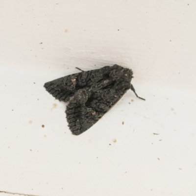 Neumichtis nigerrima (Black Turnip Moth) at Higgins, ACT - 1 May 2021 by AlisonMilton