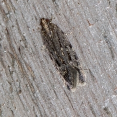 Ardozyga undescribed species nr amblopis (A Gelechioid moth) at Melba, ACT - 3 Oct 2020 by Bron