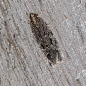 Ardozyga undescribed species nr amblopis at Melba, ACT - 3 Oct 2020